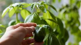 Potatoes, tomatoes, herbs and more: Indoor lights open possibilities for winter gardening