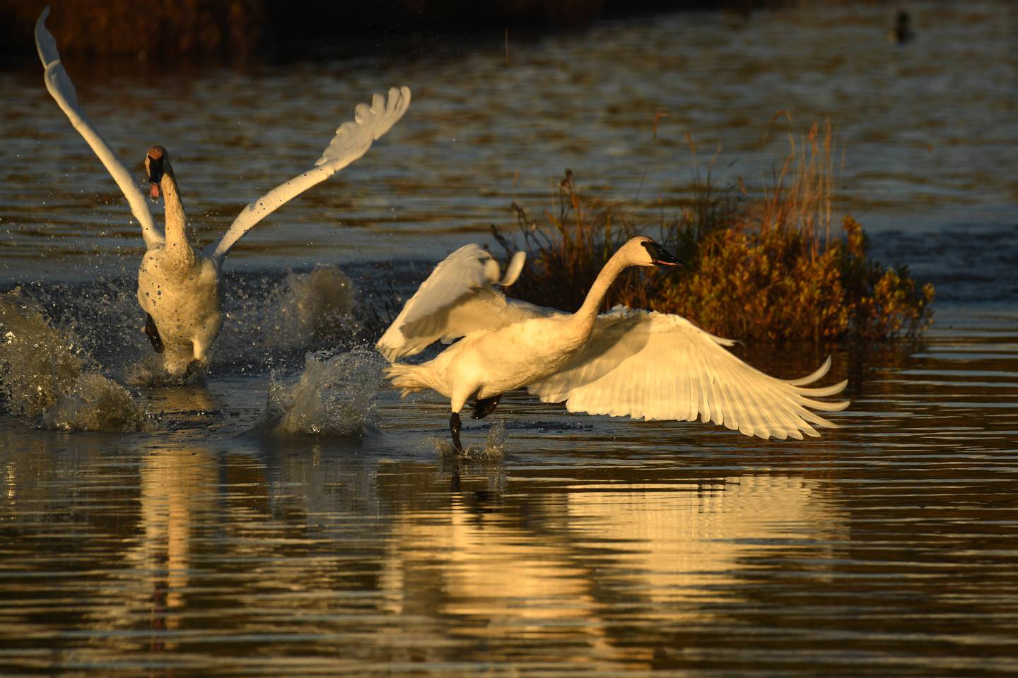 Swans, Trumpeter Swans, Potter Marsh, Seward Highway, Turnagain Arm, Birds, Water Fowl, Flight, Tundra Swan