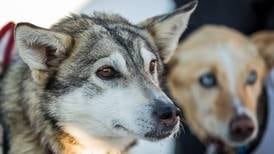 Behind superstar lead dog Quito, Zirkle working to protect her slim Iditarod lead