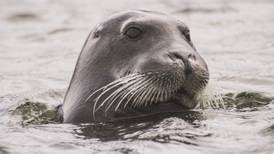 Bearded seal's threatened listing prompts lawsuit from Alaska Native corp.