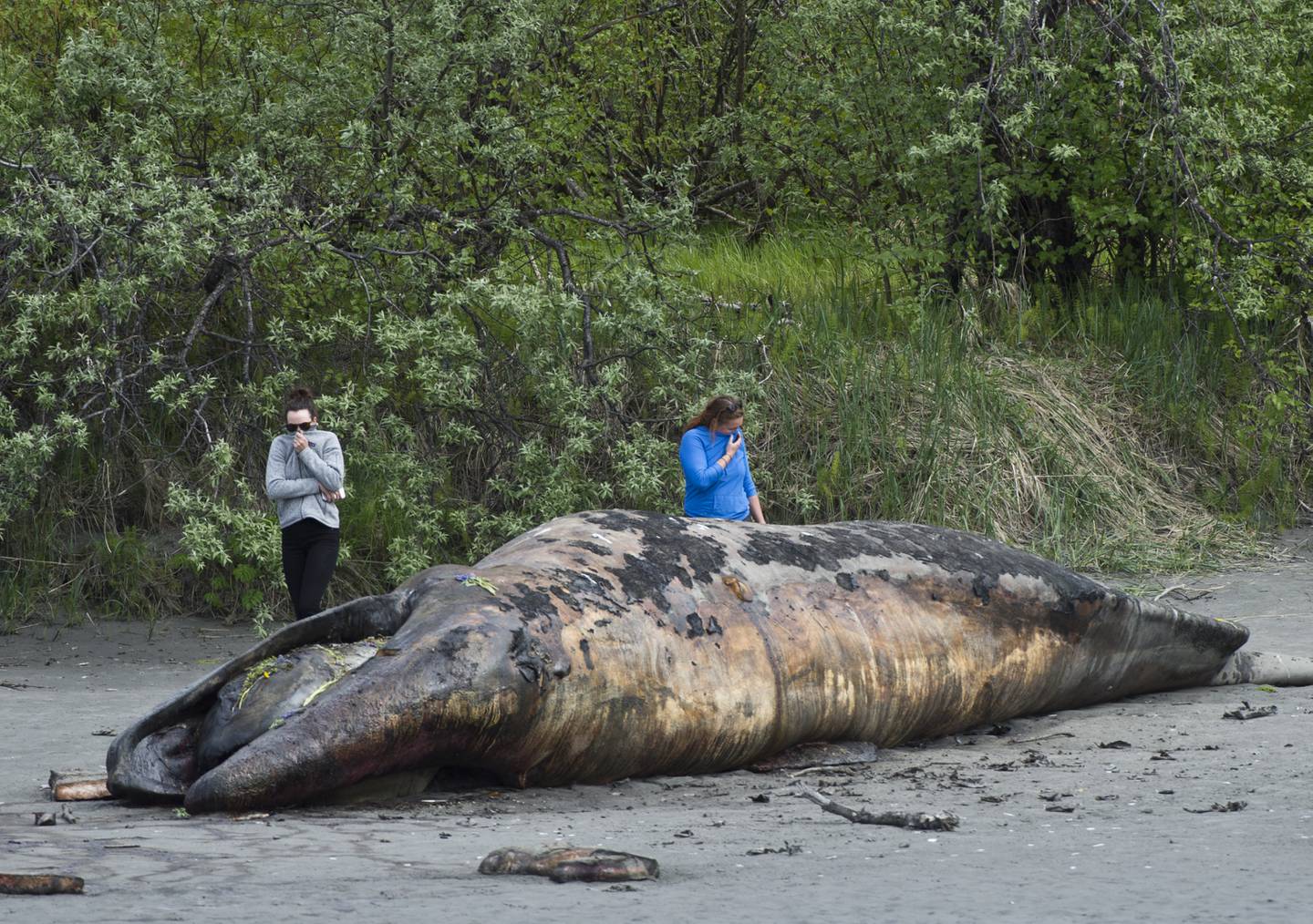 gray whale, dead whale, Placer River, Turnagain Arm