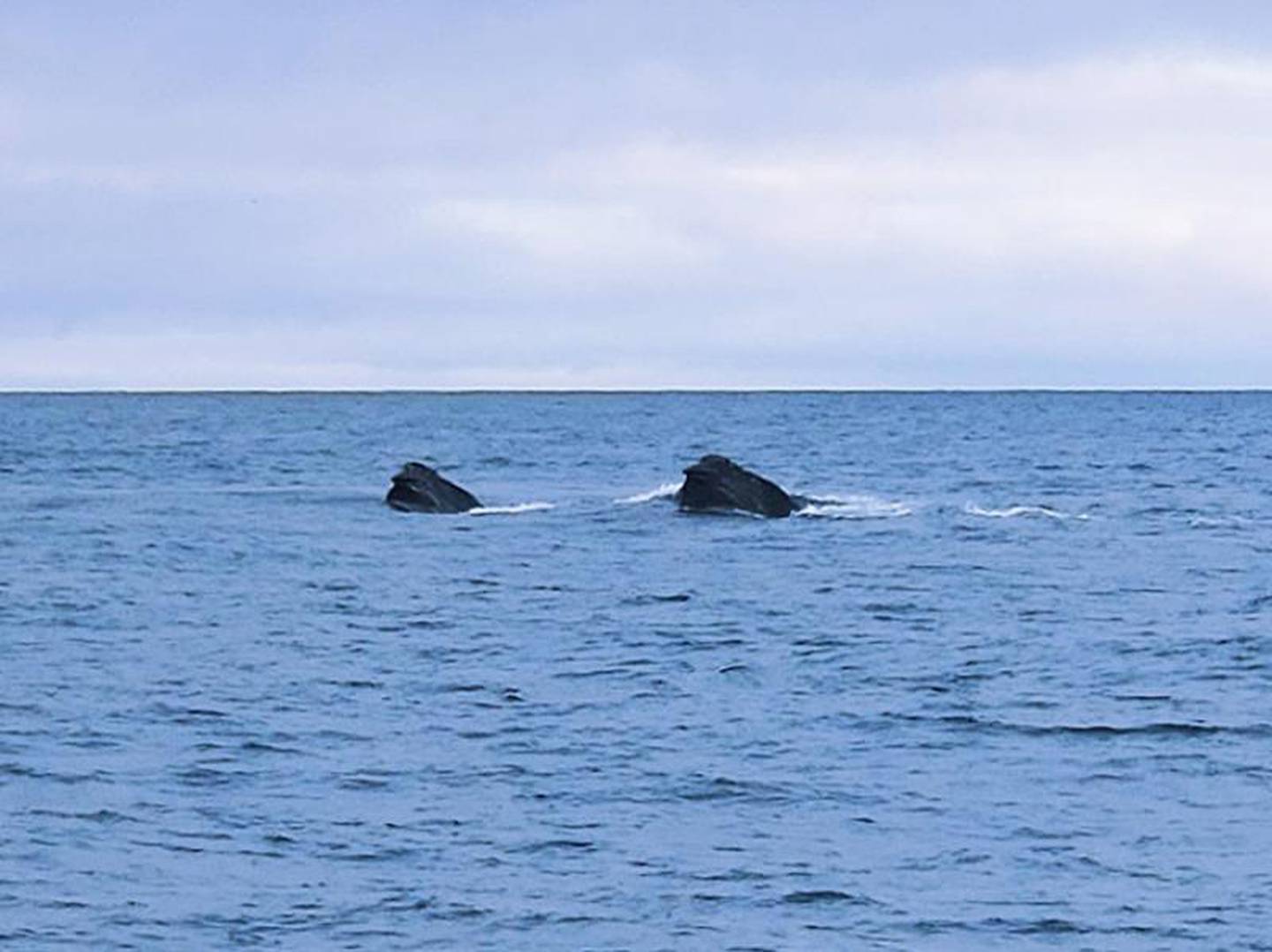 An Alaska fisherman photographed a group of whales. His images may be the first ever taken of the species in the Bering Sea in the winter. - Anchorage Daily News