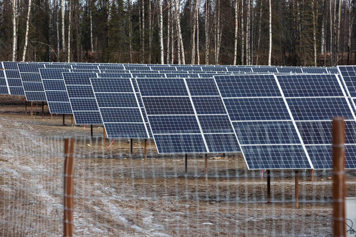 Renewable IPP, Willow Solar Farm, renewable energy, solar, solar farm, solar power
