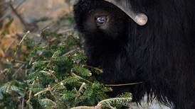 Still need to get rid of your Christmas tree? Arnold the moose and Maya the musk ox will take it. 