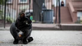 Sorry, Stubbs: New York has a cat mayor too