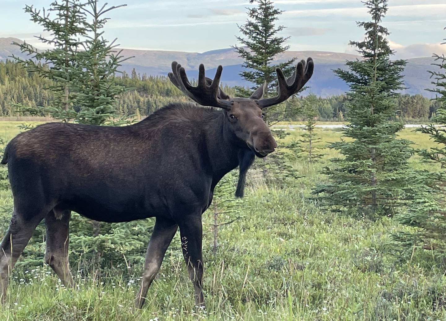 A bull moose looks at a photographer near Whitehorse, Yukon