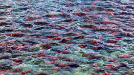 Bristol Bay leaders urge approval of salmon initiative