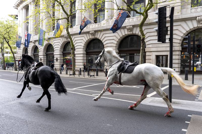 Rush hour chaos in London as military horses run amok after getting spooked during a drill