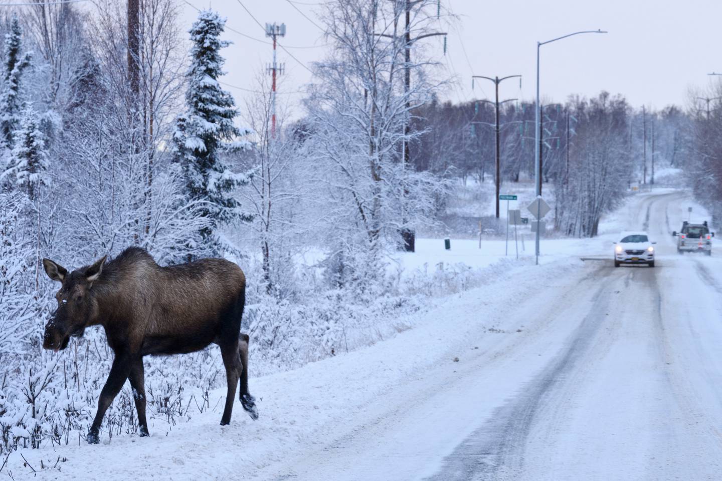 snow, winter, weather, moose
