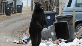 Want bears out of Anchorage? Stop leaving garbage out