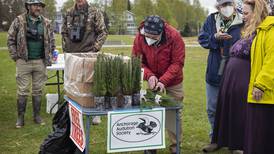 Anchorage Audubon Society is giving away 10,000 spruce seedlings