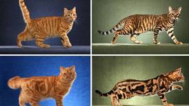 How the tabby got its stripes: It's in the genes