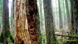 Subsidized logging threatens the economy and future of the Tongass