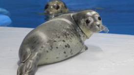 Awwww, SeaLife Center has a new seal pup