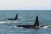 Spain warns boaters after orcas again sink yacht near Strait of Gibraltar