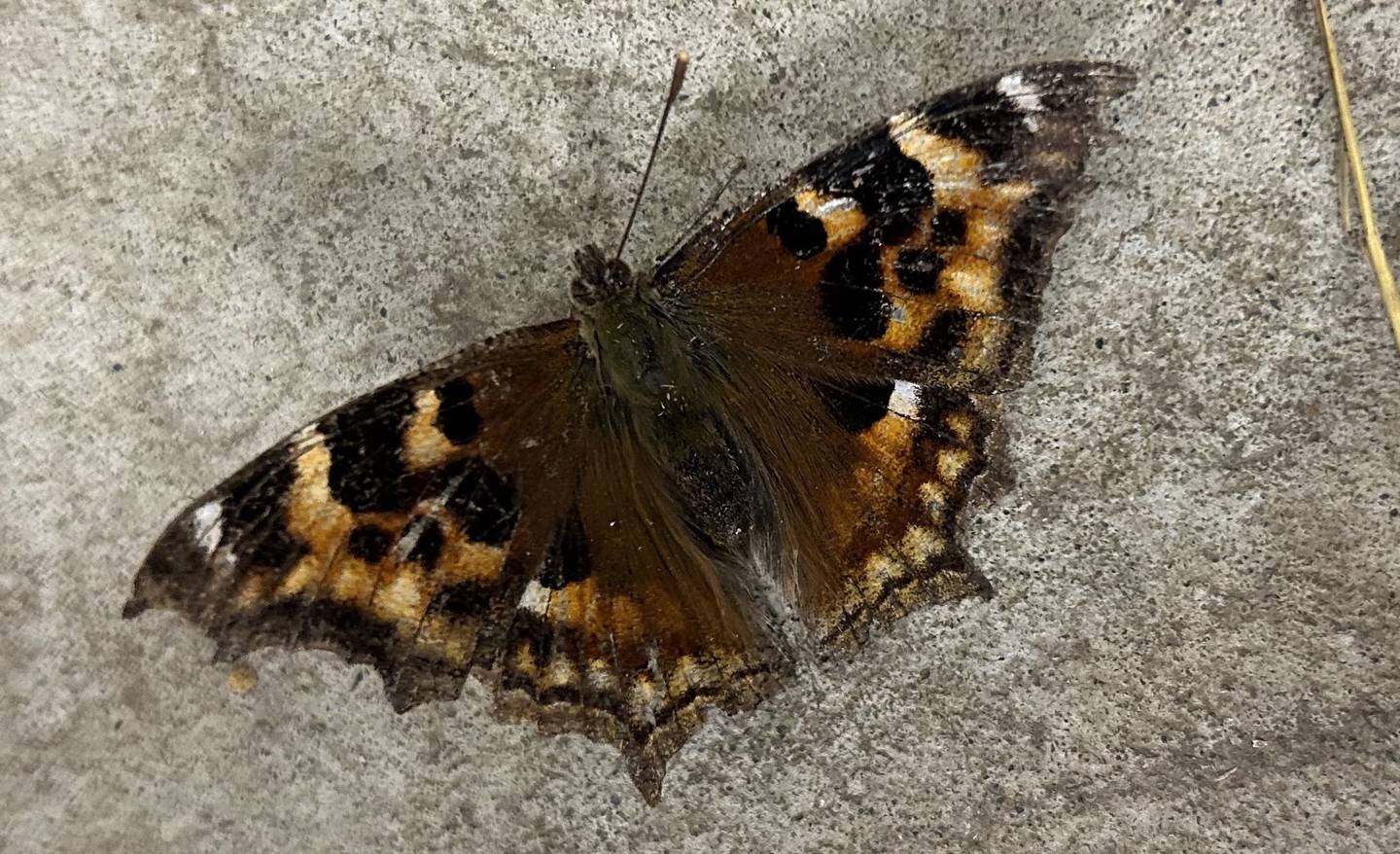 A Compton tortoiseshell butterfly pauses between flights in Two Rivers resident Rod Boyce’s garage