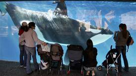 SeaWorld Says It Will End Breeding of Killer Whales