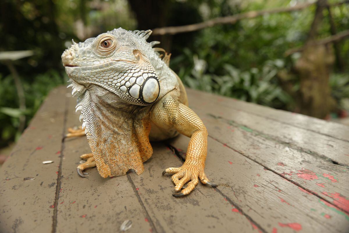 It’s so cold in Florida, iguanas are falling from trees - Anchorage Daily News1200 x 801
