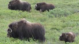 Historic musk ox hunt to open on North Slope