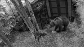 Unsecured trash is luring brown bears into South Anchorage neighborhoods. One was killed this month.