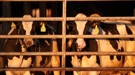U.S. pledges money and other aid to help track and contain bird flu on dairy farms