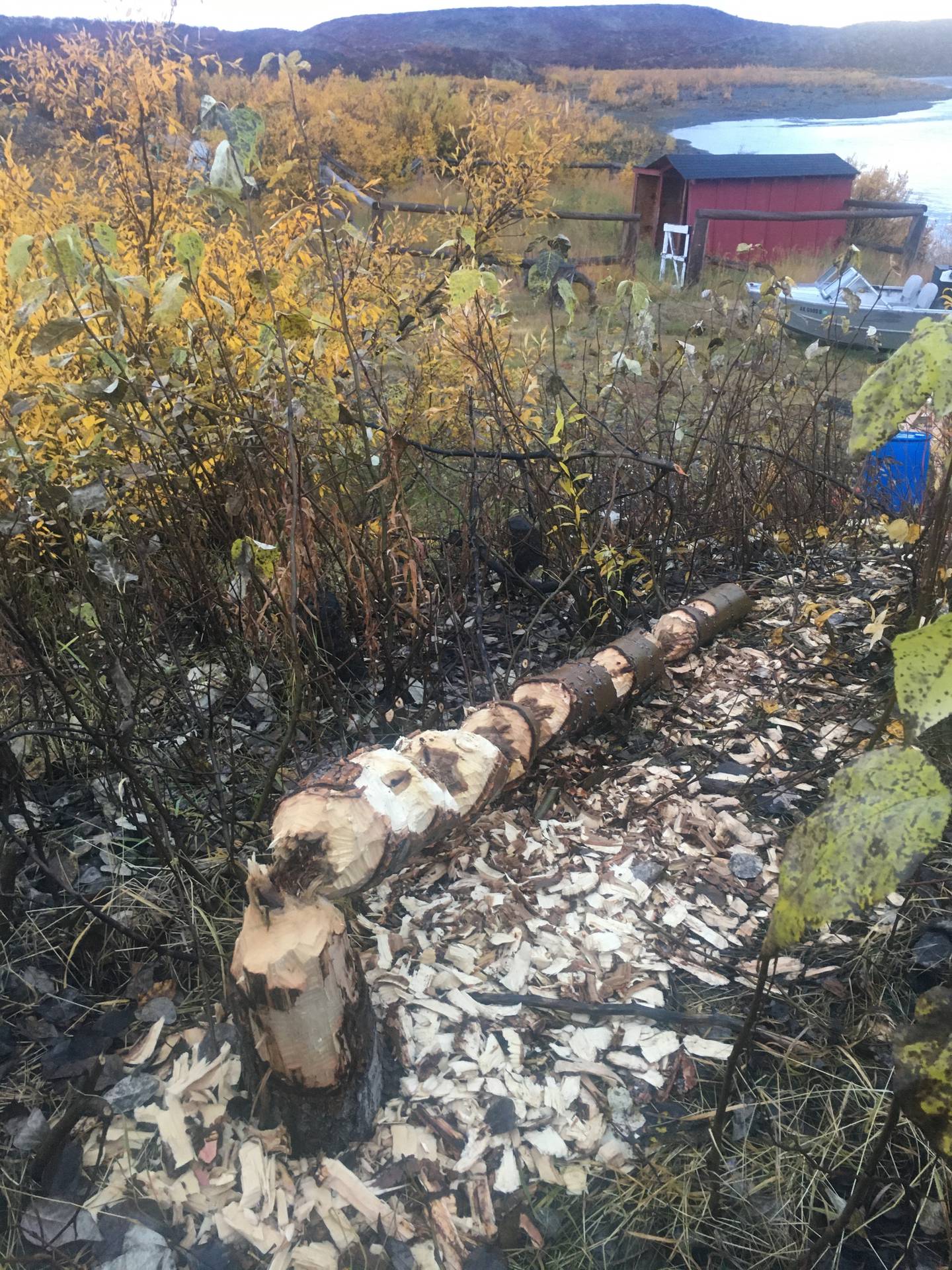 The last of the poplars in the yard at one of John Shandelmeyer's cabins on the Denali Highway