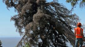 Longtime Anchorage gardening writer loses a dozen spruce ‘monarchs’ to bark beetles 