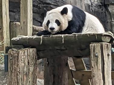 The last giant pandas in the U.S. are leaving, but China will send more