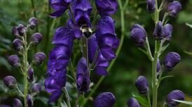Does monkshood, a purple flower that grows abundantly in Alaska, pose a danger to hikers and gardeners?