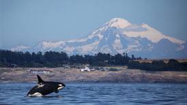The oldest Puget Sound orca: L25 may be approaching 100