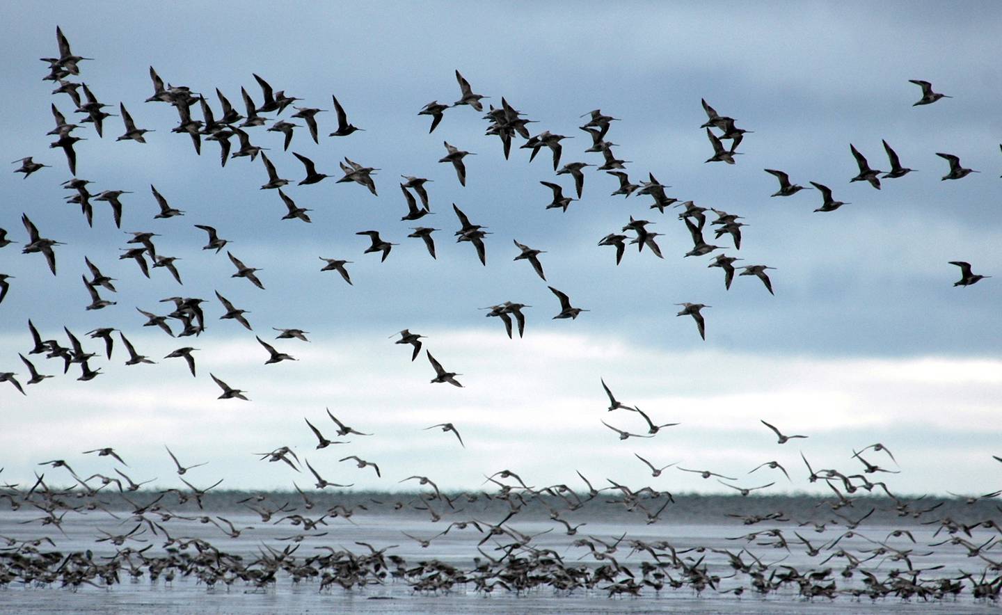Bar-tailed godwits at a favorite fall staging spot in Alaska