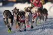Prerace jitters, thinking like a dog and more cowbell: Iditarod kickoff begins with mushers touring Anchorage
