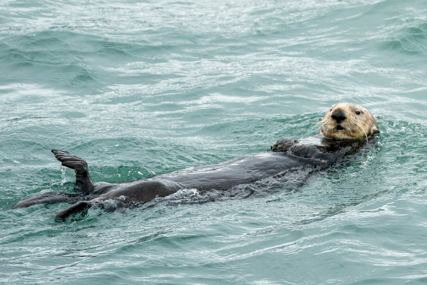 Resurrection Bay, sea otter
