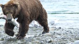 Bears vs. salmon: Solving the McNeil River puzzle