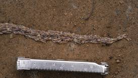 ‘Snakeworm’ mystery in Alaska yields species new to science