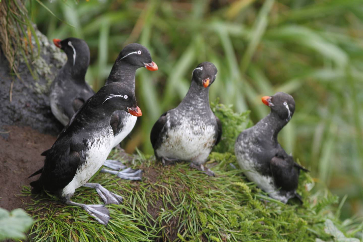 Parrot auklets on a hill on Buldir Island in the Aleutians