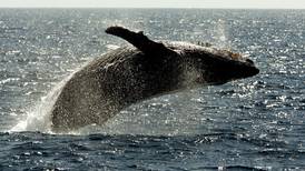 Australian 18-year-old critically injured when breaching humpback whale falls on boat