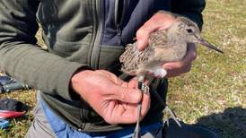 A juvenile shorebird tagged in Alaska flew nonstop for 11 days and arrived in Tasmania