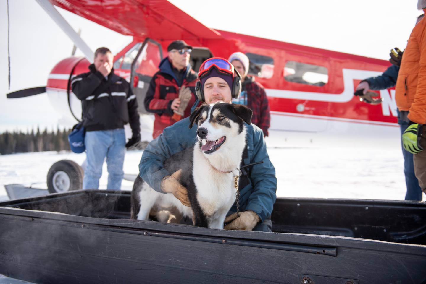 Escaped sled dog Dillon; Finger Lake; Iditarod