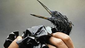 Don’t let government give up on Exxon Valdez restoration