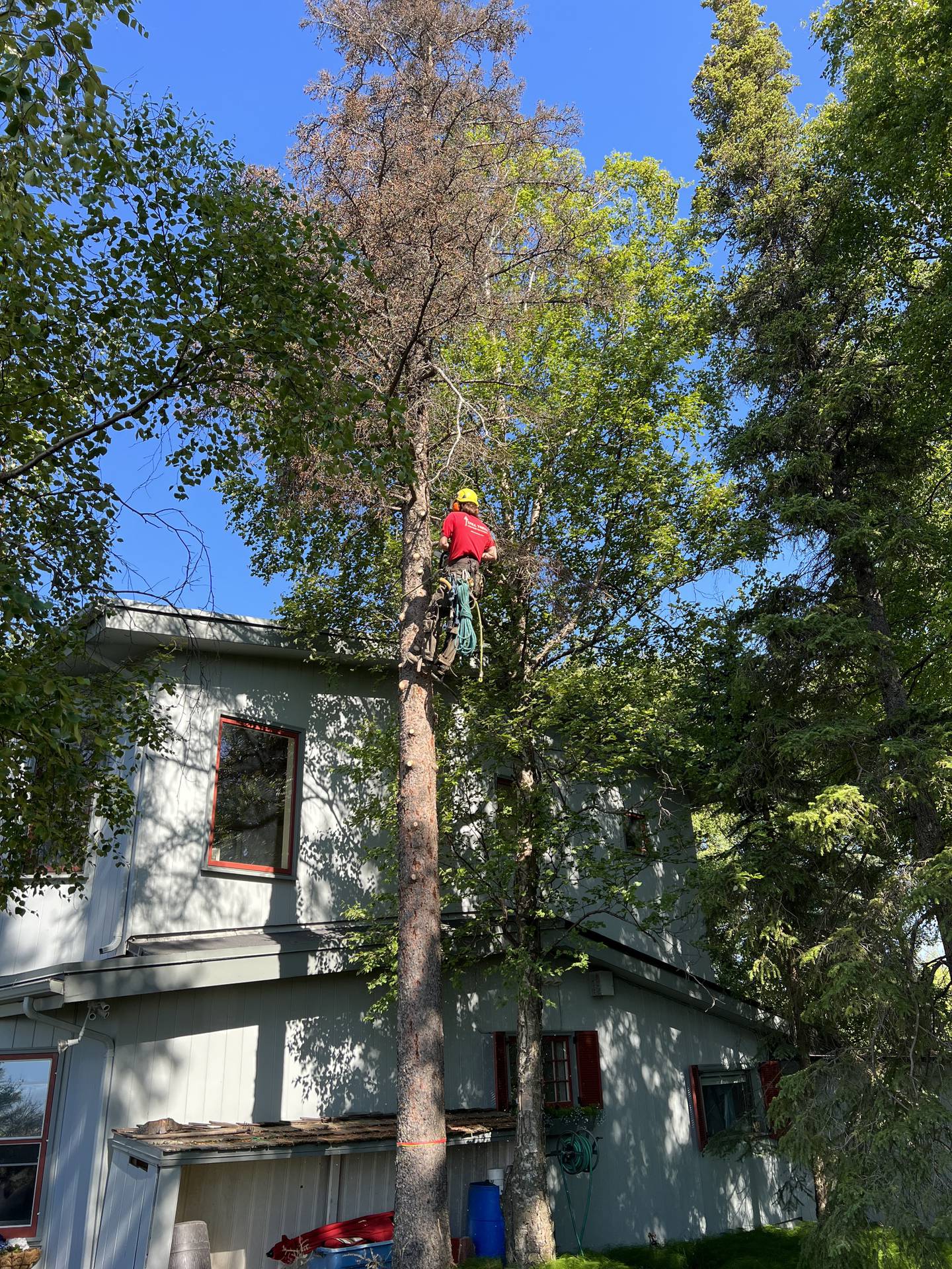A crew works to remove a dead tree