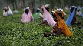 Tea, with reputation for healthfulness, gains ground in US