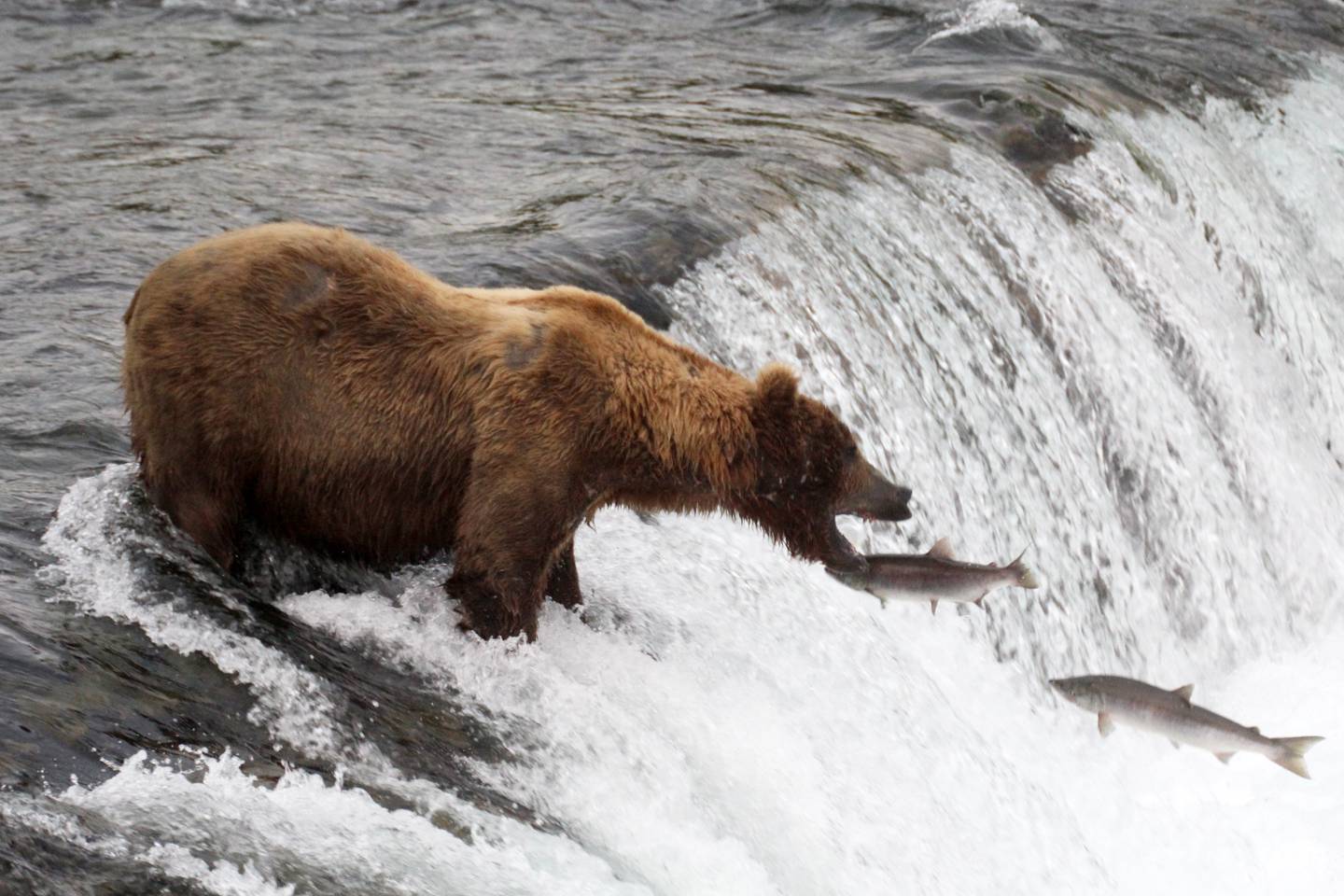 Brown bears, salmon, Brooks Falls, Brooks River