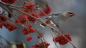 Curious Alaska: Hold my berry — are Bohemian waxwings getting drunk on fermented fruit?