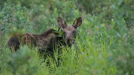 Rescuing orphaned Alaska moose proves an elusive equation