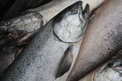 Federal agency launches yearlong review to determine whether to list Alaska king salmon as endangered species