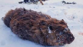 Trapping — and fur prices — may be waning, but it’s still an important area of expertise