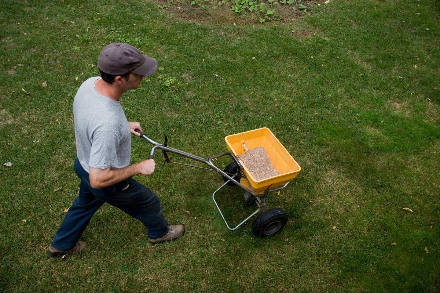 Landscaper Fertilizes a Lawn