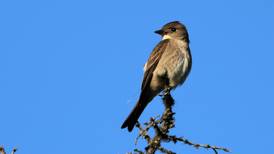 Tracking the momentous migration of the olive-sided flycatcher
