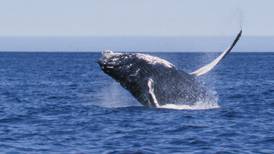 Learning the language of joy from whales